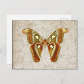 Carte Postale Joli Vintage Moth Botanical (Devant / Derrière)