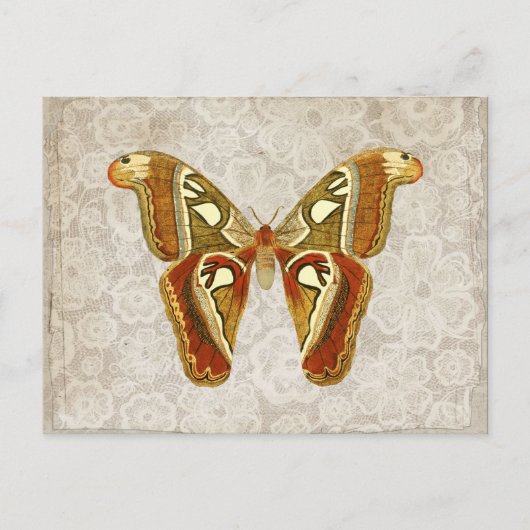 Carte Postale Joli Vintage Moth Botanical (Devant)