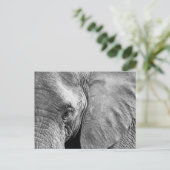 Carte Postale Joli visage d'éléphant (Debout devant)