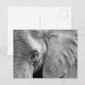 Carte Postale Joli visage d'éléphant (Devant / Derrière)