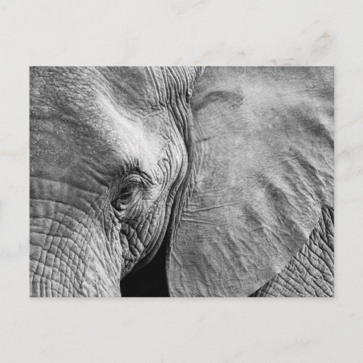 Carte Postale Joli visage d'éléphant (Devant)