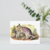 Carte Postale Joli visage Wallaby (Debout devant)