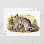 Carte Postale Joli visage Wallaby (Devant / Derrière)