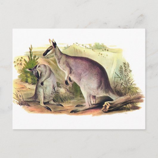 Carte Postale Joli visage Wallaby (Devant)