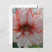 Carte Postale Jolie Amarylis (Devant / Derrière)