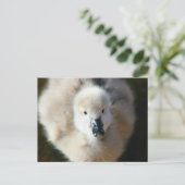 Carte Postale Jolie attaque ! (Debout devant)