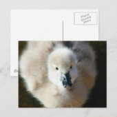 Carte Postale Jolie attaque ! (Devant / Derrière)