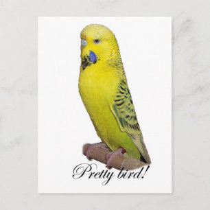Carte postale Jolie Bird