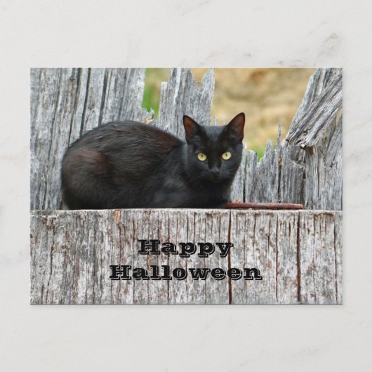 Carte Postale Jolie Black Cat Log Photo Halloween (Devant)