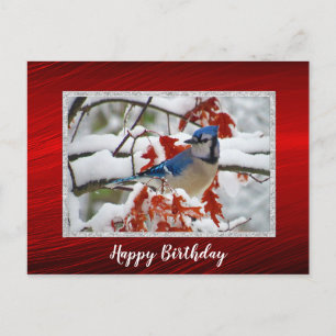 Carte Postale Jolie Blue Jay Photo Neige Anniversaire