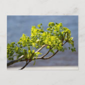 Carte Postale Jolie branche verte dans le vent (Devant)