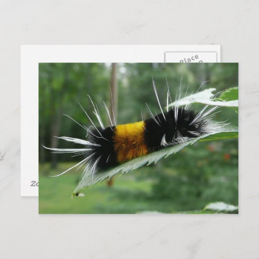 Carte Postale Jolie chenille duveteuse (Devant / Derrière)