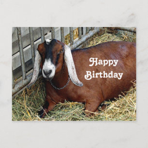 Carte Postale Jolie chèvre nubienne brune Photo Anniversaire