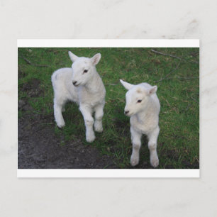 Carte Postale Jolie ferme Ranch bébé jumeaux agneau mouton