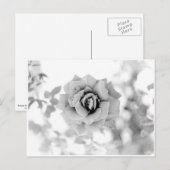 Carte Postale Jolie Fleur (Devant / Derrière)