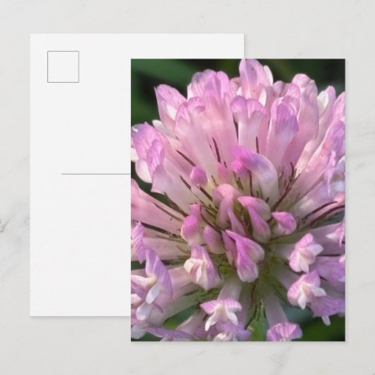 Carte Postale Jolie fleur de trèfle (Devant / Derrière)