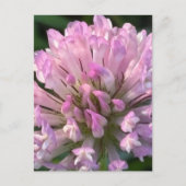 Carte Postale Jolie fleur de trèfle (Devant)
