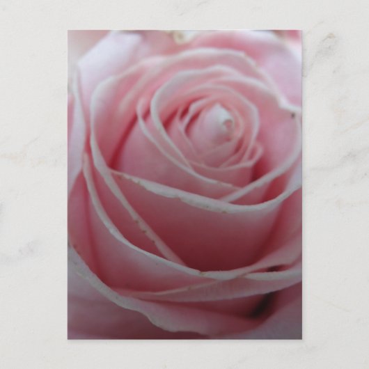Carte Postale Jolie fleur rose (Devant)