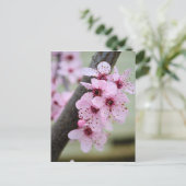 Carte Postale Jolie Fleurs De Fleur De Fleur De Cerise Rose (Debout devant)