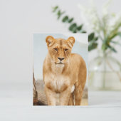 Carte Postale jolie gros chat (Debout devant)