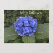 Carte Postale Jolie Hydrangée Bleue Juste Un Petit Avis (Devant)