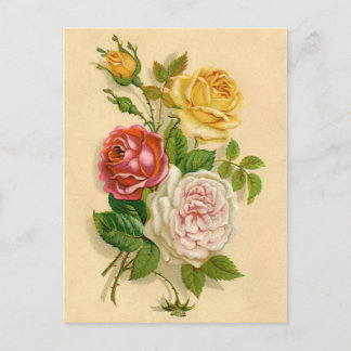 Carte Postale Jolie illustration vintage de rose