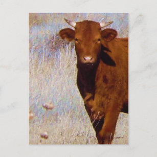 Carte Postale Jolie jeune vache rouge avec cornes Ouest