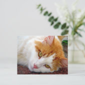 Carte Postale Jolie Kitty (Debout devant)