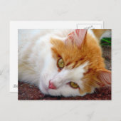 Carte Postale Jolie Kitty (Devant / Derrière)