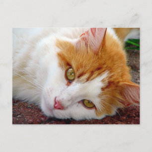 Carte Postale Jolie Kitty