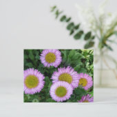 Carte Postale Jolie Lavender Erigeron Flowers (Debout devant)