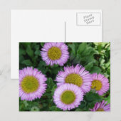 Carte Postale Jolie Lavender Erigeron Flowers (Devant / Derrière)