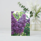 Carte Postale Jolie Lilacs pourpres (Debout devant)