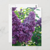 Carte Postale Jolie Lilacs pourpres (Devant / Derrière)