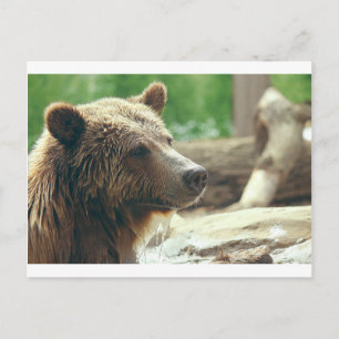 Carte Postale Jolie nature adorable Ours Visage animal