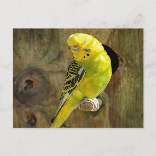 Carte Postale Jolie Parakeet Jaune (Devant)