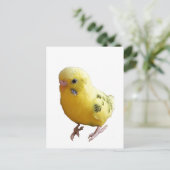 Carte Postale Jolie Parakeet Jaune Amical Animaux de compagnie P (Debout devant)