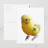 Carte Postale Jolie Parakeet Jaune Amical Animaux de compagnie P (Devant / Derrière)