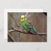 Carte Postale Jolie Perruque verte (Devant / Derrière)