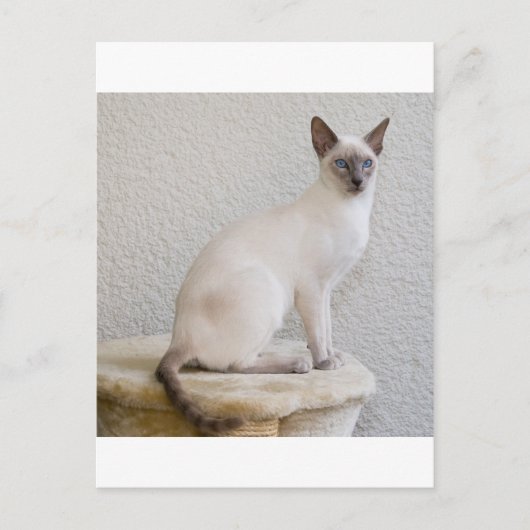 Carte Postale Jolie petite (Devant)