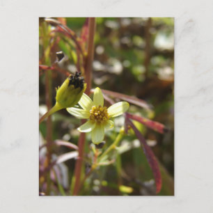 Carte Postale Jolie petite fleur jaune