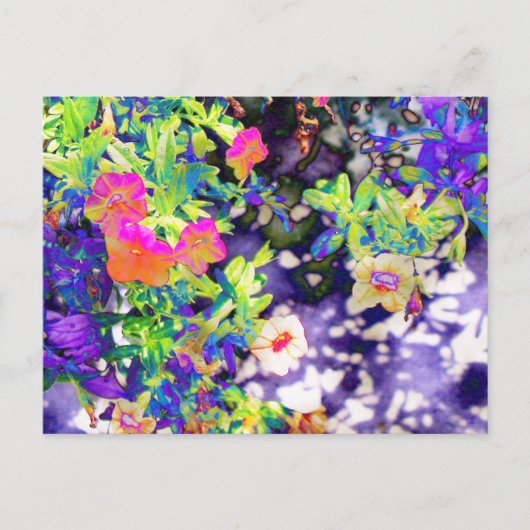 Carte Postale Jolie Petunias (Devant)