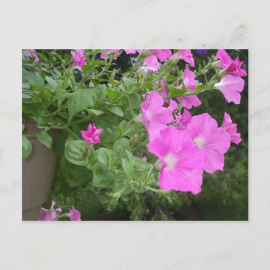 Carte Postale Jolie Petunias (Devant)