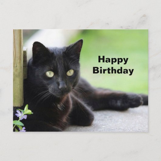 Carte Postale Jolie photo d'anniversaire de chat noir (Devant)
