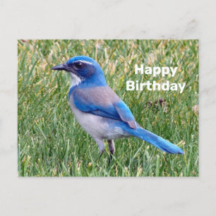 Carte Postale Jolie photo d'anniversaire de geai bleu scrub
