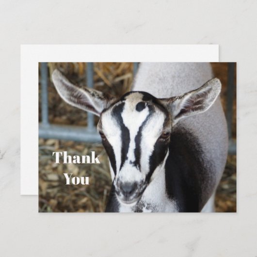 Carte Postale Jolie photo de bébé chèvre merci (Devant / Derrière)