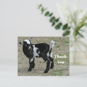 Carte Postale Jolie photo de bébé chèvre noir et blanc Merci (Debout devant)