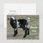 Carte Postale Jolie photo de bébé chèvre noir et blanc Merci (Devant / Derrière)