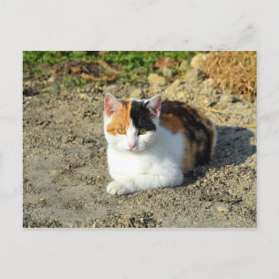 Carte Postale Jolie photo de chat Calico