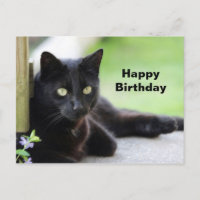 Jolie photo de chat noir pour anniversaire